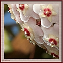 Fiori di cera